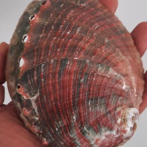 Könnte beinhalten: Eine Abalone-Muschel mit einer texturierten, gerippten Oberfläche und einer lebendigen Farbpalette aus tiefroten, dunkelgrauen und braunen Tönen. Die Muschel hat eine geschwungene, ovale Form mit einer Reihe kleiner, ausgerichteter runder Löcher.