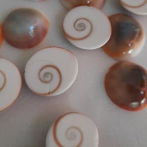 Peut inclure: Une collection de coquillages polis, blancs et bruns avec un motif en spirale. Les coquillages sont disposés sur une surface blanche.