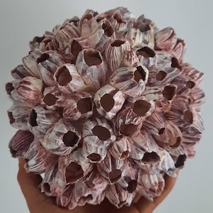 Puede incluir: Una esfera hecha de muchas pequeñas conchas rosadas y blancas. Las conchas están dispuestas en un grupo apretado, creando un objeto único y decorativo.