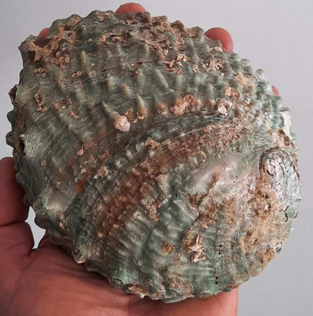 Shellfish, Abalone: Large Green Abalone - Etsy