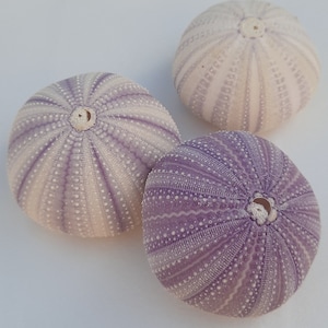 Puede incluir: Tres erizos de mar de color púrpura y blanco con una textura espinosa. Los erizos de mar están dispuestos en forma triangular sobre una superficie blanca.