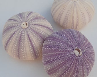 Sea Urchin, Colobocentrotus Atratus, Sea Urchin Shell