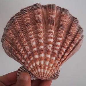Op de afbeelding: Een grote, waaiervormige zeeschelp met een textuuroppervlak. De schelp heeft een patroon van afwisselende bruine en witte strepen die vanuit het midden uitstralen. De schelp wordt door een hand vastgehouden, wat de grootte en het ingewikkelde ontwerp laat zien.