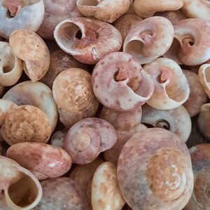 shell: umbonium guamensis per 100 grams