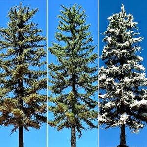Model Tree  6” to 7” Douglas Fir Made To Order Dollhouse Miniature War Gaming Model Railroad Architecture handmade spring summer winter