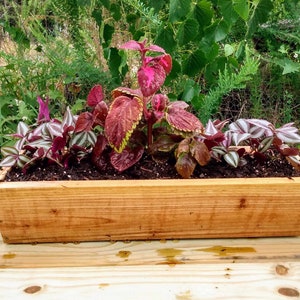Handmade Rustic Cedar Tabletop Planter (narrow).