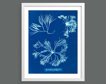 Vintage Algae Cyanotype Print by Anna Atkins | Classic photographic botanical art print for nature lovers