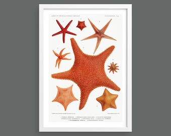 Starfish | Nautical marine botanical print