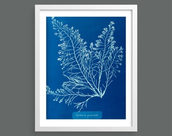 Algae Cyanotype by Anna Atkins | Vintage photographic botanical art print for nature lovers