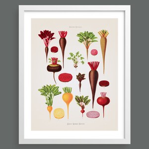 Root Vegetables and Beetroots | Album Benary |  Kitchen vegetables antique botanical print | Cooking wall art | Poster | Vintage home decor