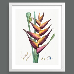 Parrot Flower vintage botanical print by Pierre-Joseph Redouté | Flowering plant illustration | Art print for nature lovers