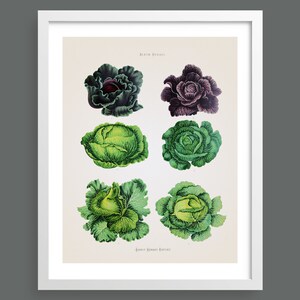 Cabbages | Kitchen vegetables antique botanical print | Cooking wall art | Poster | Vintage kitchen home decor | AB01