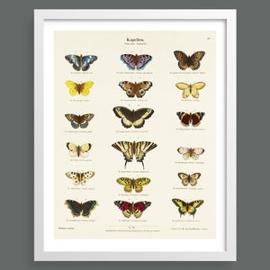 Impresión de insectos y mariposas vintage / Cuadro de identificación de mariposas y polillas / Póster botánico antiguo