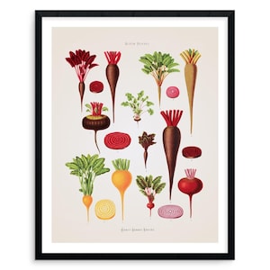 Vintage Wurzelgemüse Print: Antike botanische Küchenkunst