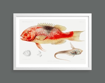 Fish vintage print | Nautical wall art | Scientific nature fish illustration | Marine ocean life home decor | Beach house, bathroom