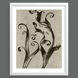 Delphinium Larkspur – Plate 45 | Art Forms in Nature by Karl Blossfeldt | Botanical, wall art, room decor, black & white, sepia, print