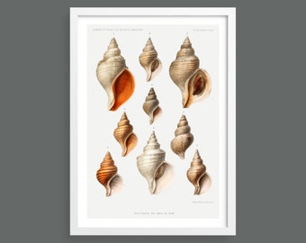 Shells vintage chart print | Nautical wall art | Scientific shell illustrations | Marine ocean life home decor | Beach house, bathroom decor