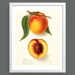 Peach Botanical Print: Vintage Fruit Watercolor Wall Art