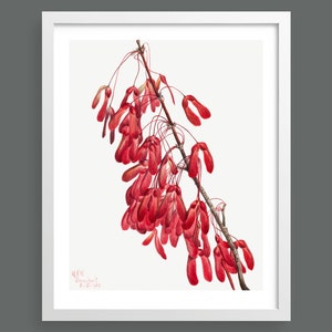 Carolina Maple (Acer Carolinianum) by Mary Vaux Walcott | Vintage botanical watercolour illustration | Home decor | Giclée print