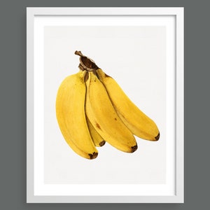 Bunch of Bananas | Vintage botanical fruit print | Wall art, room decor, vintage print, watercolour