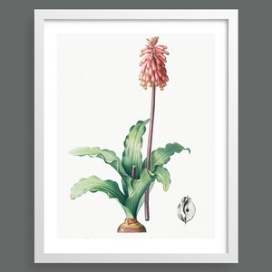 Hyacinth (Veltheimia) by Pierre-Joseph Redouté | Vintage botanical flowering plant illustration | Art print for nature lovers