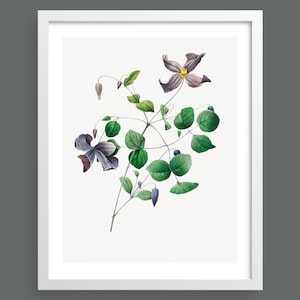 Vintage botanical clematis print by Pierre-Joseph Redouté | Vintage botanical plant illustration | Art print for nature lovers