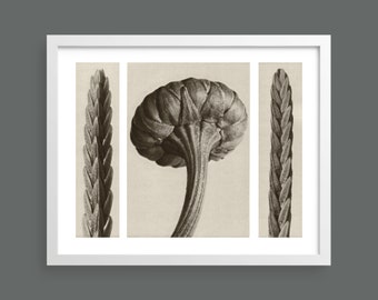 Heather, Daisy - Plate 28 | Urformen der Kunst | Karl Blossfeldt |  Botanical print, wall art, room decor, black & white, sepia, vintage