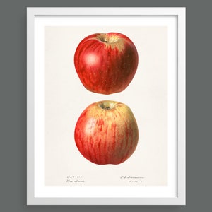 Two Red Apples | Vintage botanical plant print | Botanical prints, wall art, room decor, vintage print, watercolour | High quality print