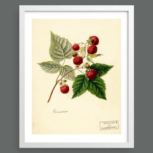Raspberries | Botanical prints, wall art, room decor, vintage print, watercolour | High quality print
