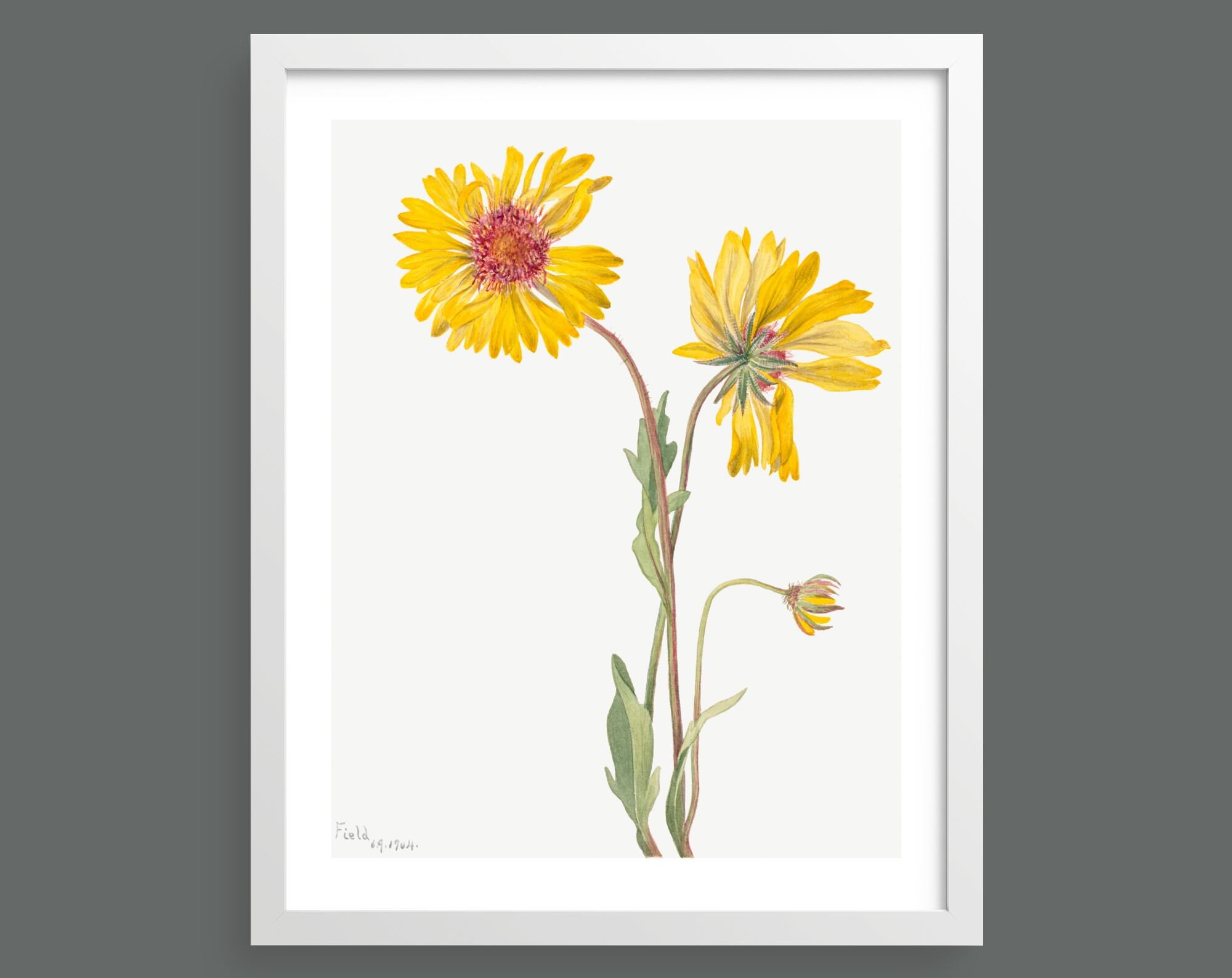 Perennial Gaillardia (Gaillardia Aristata) by Mary Vaux Walcott | Vintage botanical watercolour illustration | Home decor | Giclée print