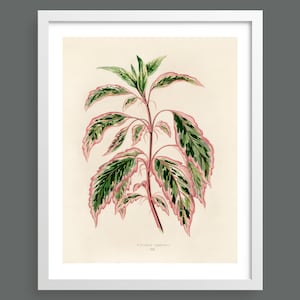 Hibiscus Plant | vintage botanical art print
