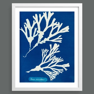 Vintage Algae Cyanotype Print by Anna Atkins | Classic photographic botanical art print for nature lovers