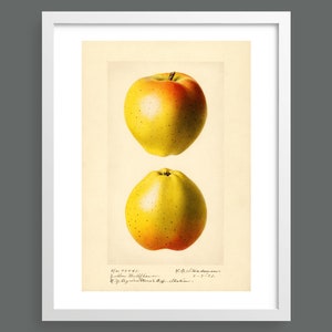 Two Apples | Vintage botanical plant illustration | Fruit wall art prints