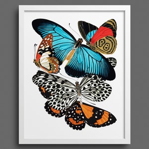 Papillons by EA Seguy - Plate 11 | Colourful vintage butterfly print