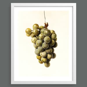 White Grapes | Fruit botanical print | Botanical prints, wall art, room decor, vintage print, watercolour | High quality print