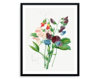 Sweet Pea Botanical Wall Art - Vintage Floral Illustration