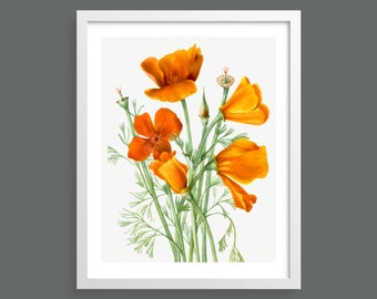 Californian Poppy (Eschscholtzia Californica) by Mary Vaux Walcott | Vintage botanical watercolour illustration | Home decor | Giclée print