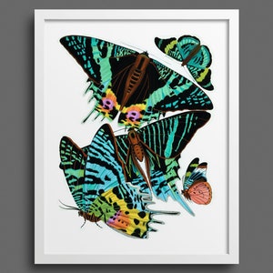 Papillons by EA Seguy - plate 7 | Nature prints, butterfly prints, botany, wall art, room decor, vintage print | High quality print