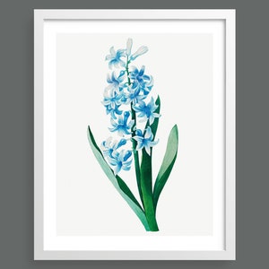 Hyacinth by Pierre-Joseph Redouté | Vintage botanical plant illustration | Art print for nature lovers
