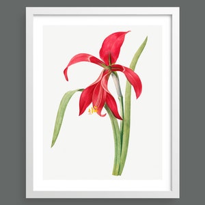 Red Amaryllis by Pierre-Joseph Redouté | Vintage botanical plant illustration | Art print for nature lovers