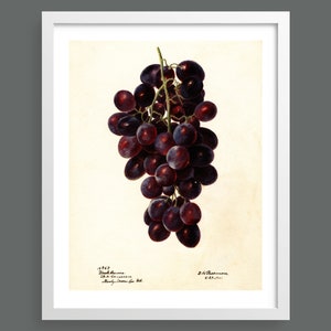 Bunch of Red Grapes | Botanical prints, wall art, room decor, vintage print, watercolour | High quality print