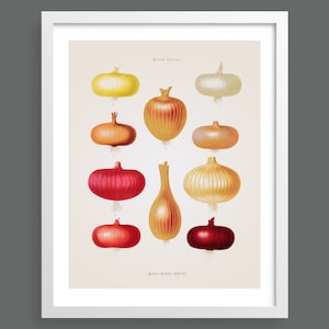Onions | Album Benary | Antique botanical illustration print | Kitchen wall art | Gardening and seed poster | Vintage home decor