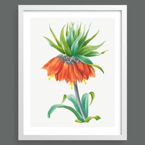 Imperial Crown Lilly by Pierre-Joseph Redouté | Vintage botanical plant illustration | Art print for nature lovers