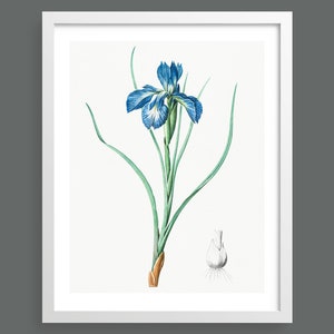 Vintage iris by Pierre-Joseph Redouté | Botanical flowering plant illustration | Gift art print for nature lovers