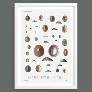 Impresión de gráfico de conchas vintage: arte náutico de la vida oceánica