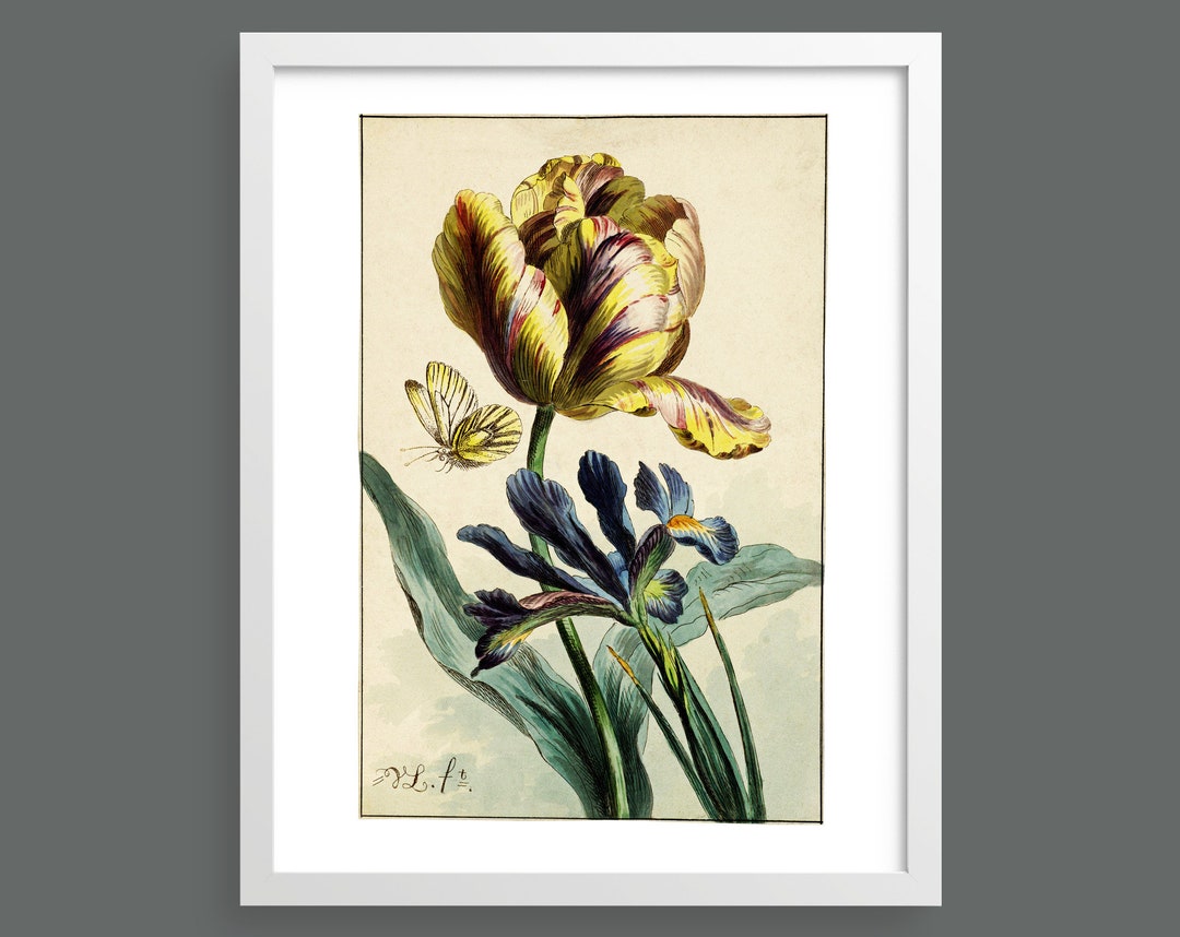 Tulip and Iris | Vintage Botanical Etching Print | Botanical Art, Wall ...