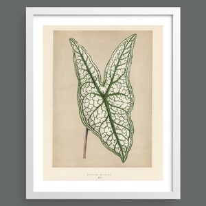 Angel Wing (Caladium) | Leaf Vintage botanical art print | Wall art for gardeners