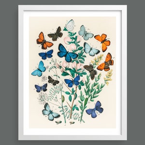 Vintage Europäische Schmetterlinge & Motten | Vintage-Illustration | Schmetterlingskarte | Naturdruck, Insekten, Botanik, Raumdekor, botanischer Druck