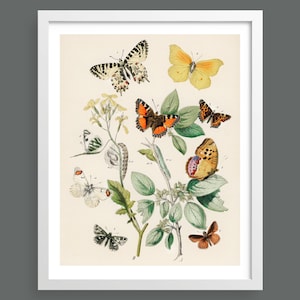 Schmetterlinge & Motten | Vintage-Illustration | Schmetterlingskarte | Naturdruck, Insekten, Botanik, Raumdekor, botanischer Druck