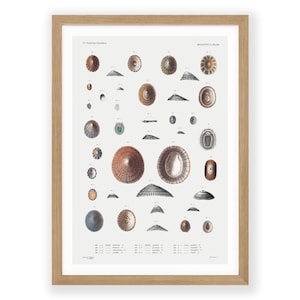 Vintage Shell Chart Print: Nautical Sea Life Illustration
